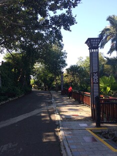 三亚林荫街道旁的精致路灯