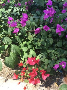 三亚多彩花卉绽放于绿叶间