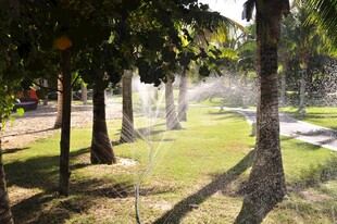 三亚阳光下树林中的洒水场景