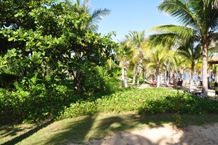 三亚热带风光中的绿荫小径