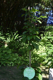 三亚花园中的绿植与悬挂标牌