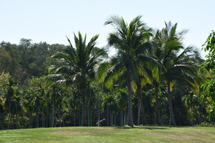 三亚热带风光中的高大棕榈树