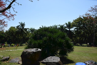 三亚户外绿意盎然的园林景致