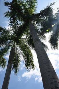 三亚蓝天映衬下的高大棕榈树