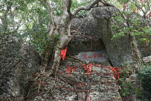 三亚古树下祈福处