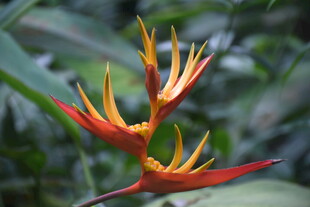 三亚艳丽蝎尾蕉特写