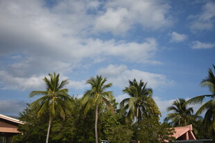 三亚蓝天椰树旁的乡村景致