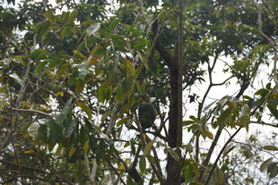 三亚茂密树林中的枝桠与绿叶