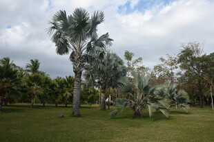 三亚户外翠绿草地与高大树木
