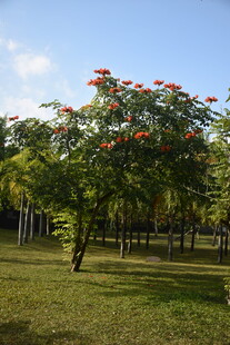 三亚公园中绽放红花的树木