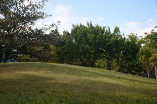 三亚绿意盎然的户外草地景观