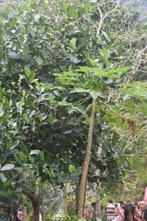 三亚林中挺拔的绿色植物