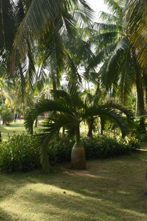 三亚热带椰林景观