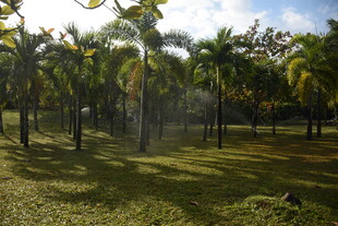 三亚热带棕榈树林景观