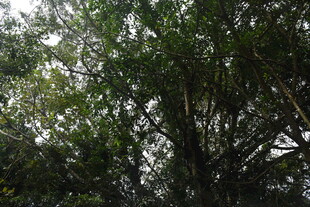 三亚茂密树林中的繁茂枝叶