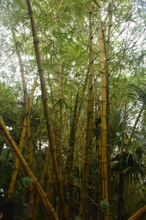 三亚茂密竹林景观