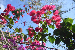 三亚绽放的艳丽三角梅