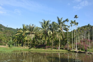 三亚湖畔椰林风光