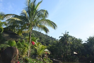 三亚热带风光中的高大棕榈树