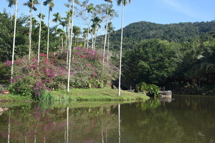 三亚湖畔繁花绿树美景