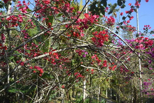 三亚盛开的红色繁花树木
