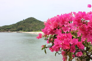 三亚海边绽放的艳丽三角梅