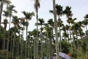 三亚椰林风光 游人漫步其间