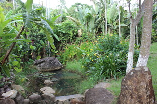 三亚热带繁茂绿植中的清幽小径