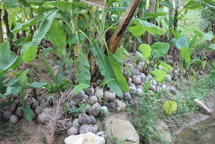 三亚芋头植株下的芋头果实
