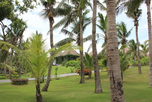 三亚热带棕榈林景观