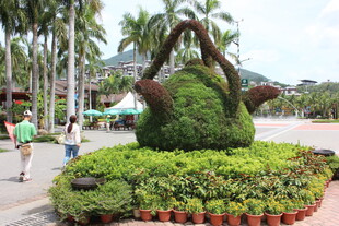 三亚造型别致的绿植景观