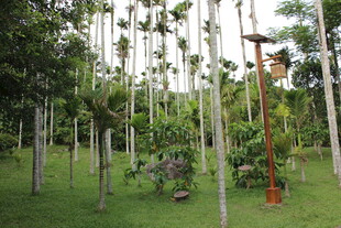 三亚林间景观 特色树木装置