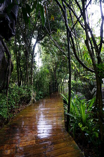 三亚雨后幽静的林间小道