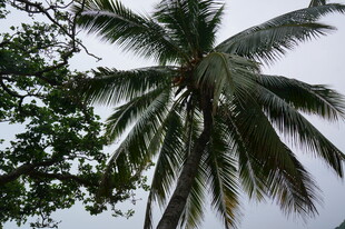 三亚高大椰子树与周边绿植