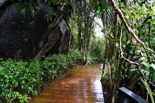 三亚雨林中湿润的木质小径