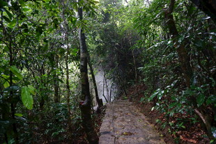 三亚雨林中的蜿蜒小径