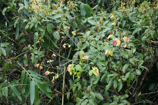 三亚繁茂绿植中的娇艳花朵