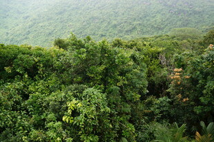 三亚翠绿繁茂的柑橘种植园