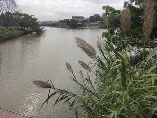河畔芦苇与宁静河水景观