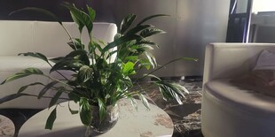 室内绿植装点温馨空间