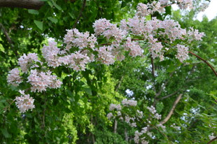 蝟实花 花瓣 蝟实 树枝