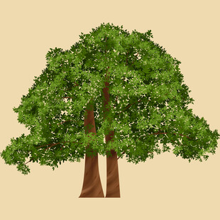 双棵绿树插画