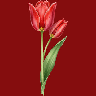 红色郁金香花卉特写