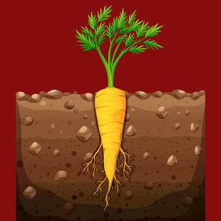 胡萝卜根部生长示意图