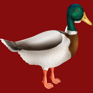 绿头鸭模型展示