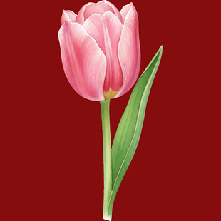 粉色郁金香特写