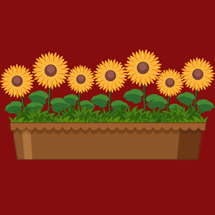 长方形花盆中的向日葵
