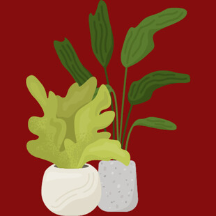 两盆绿植置于红色背景中