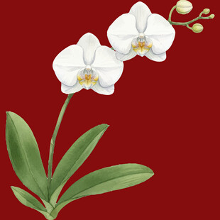 白色蝴蝶兰插画