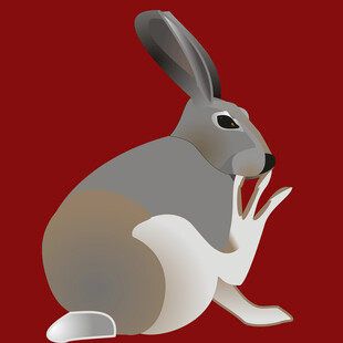 坐着的灰毛兔子